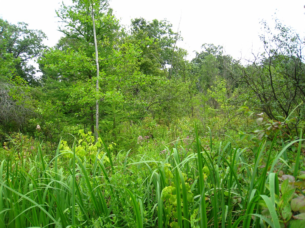 Matthaei Botanical Gardens 2010 0605.jpg - Matthaei Botanical Gardens in Ann Arbor Michigan has several miles of trails that can be enjoyed year round.